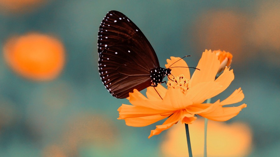 La mariposa y la flor...