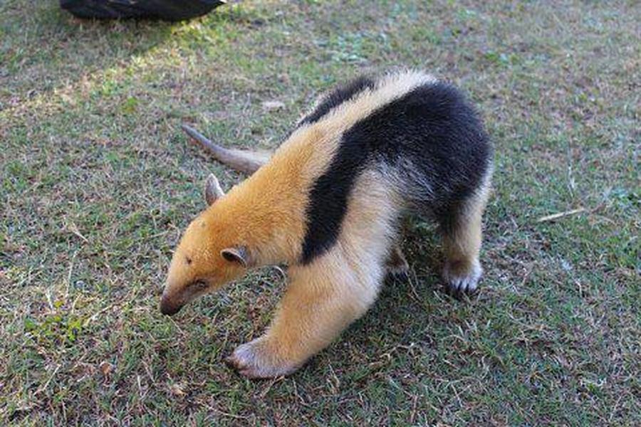 Rescatan un oso melero en Huanqueros