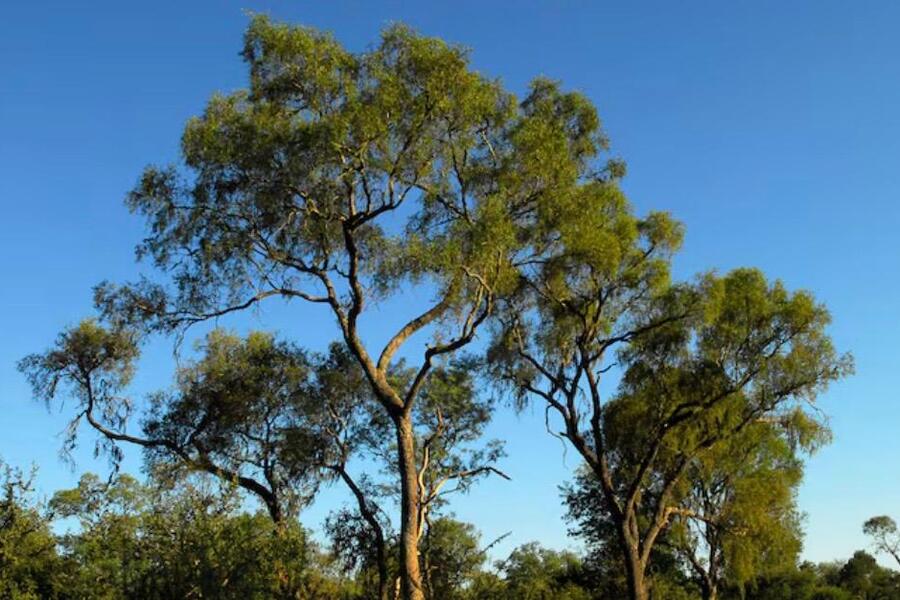 El quebracho colorado, considerado el árbol más resistente del mundo, es argentino y desafía climas extremos