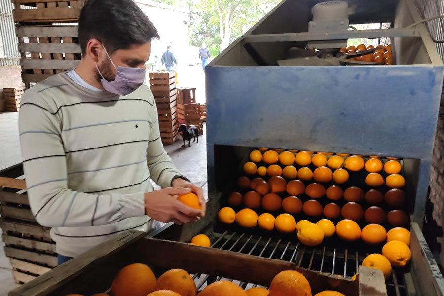 Maximiliano Pullaro visitó un emprendimiento de cítricos en Malabrigo