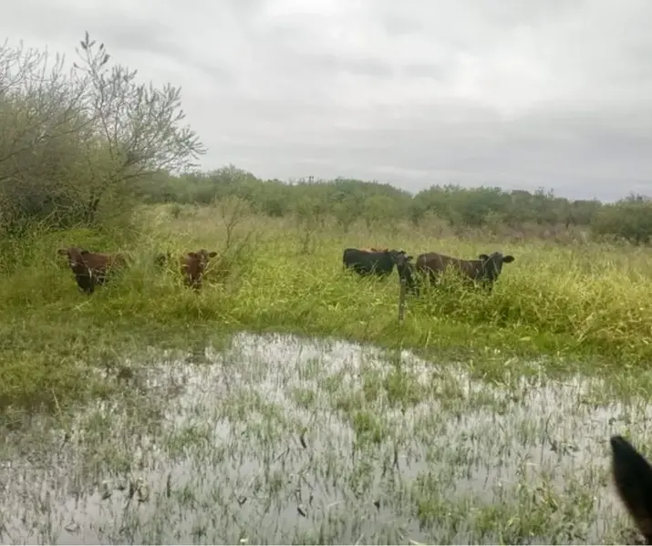 El impacto de las inundaciones en Santa Fe: recomiendan declarar la emergencia agropecuaria en el norte provincial