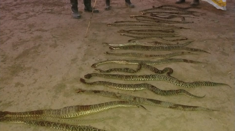 Atrapan y matan a más de 20 yarará en campos de Las Colonias