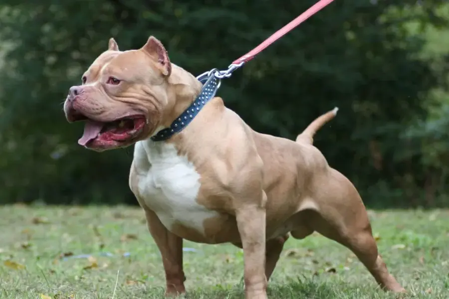 Cayastá: una mujer terminó gravemente herida tras el ataque de dos pitbull y fue derivada al Cullen